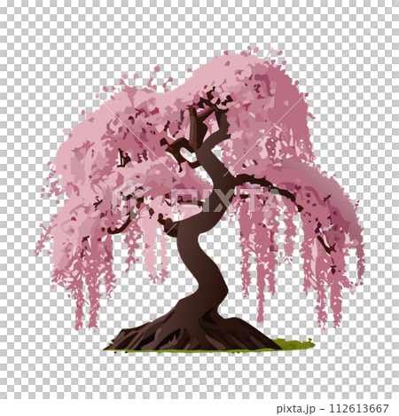 cherry tree in full bloom 112613667