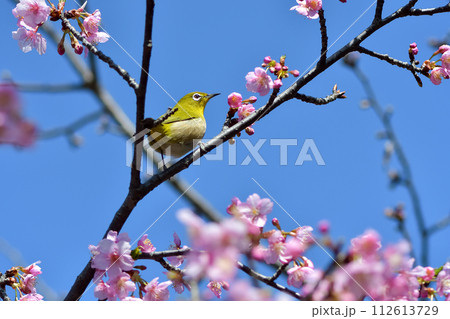 桜にメジロ 112613729