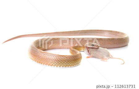 corn snake eating mouse 112613731