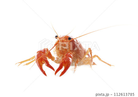red crayfish 112613785