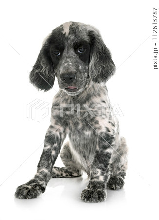 puppy english setter puppy english setter 112613787