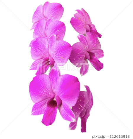 orchid isolated on white background 112613918
