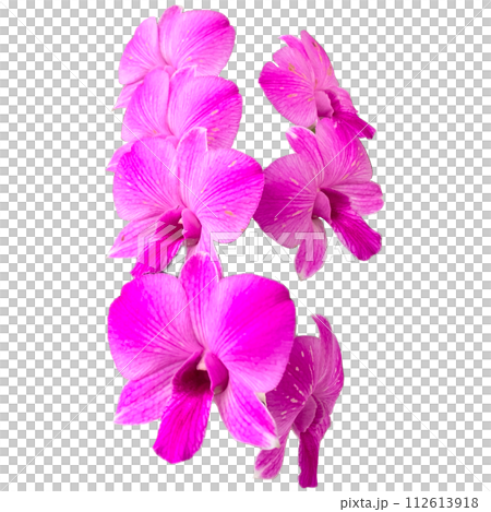 orchid isolated on white background 112613918