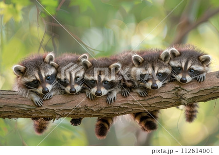 Raccoon Baby group of animals hanging out on a branch, cute, smiling, adorable 112614001