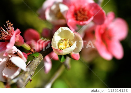 ボケの花 112614128