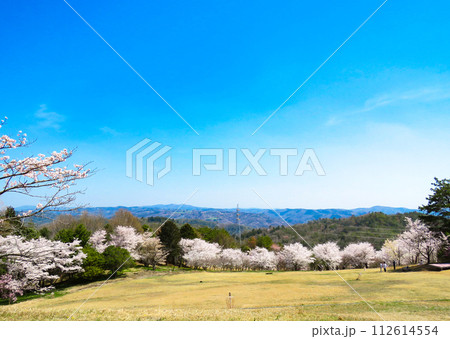 春イメージ〜青空と満開の桜並木 112614554