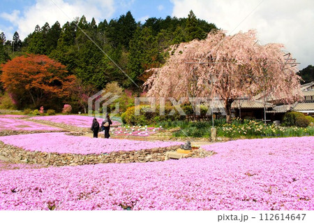 三田・花のじゅうたん 112614647