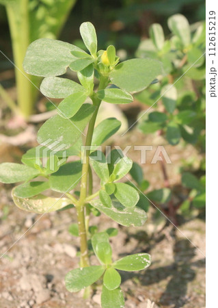 Common Purslane leaf plant on farm 112615219