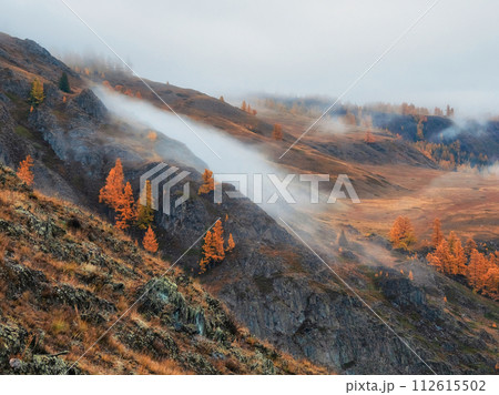 Autumn steep slope and golden forest in dense fog. 112615502