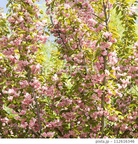 Cherry blossoms against the sky. Spring landscape. 112616346