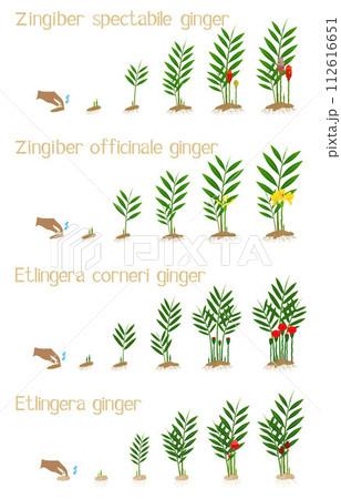 Set of growth cycles of ginger on a white background. Set of growth cycles of ginger on a white background. 112616651