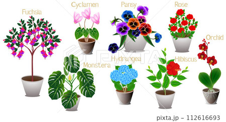 Set of indoor plants on a white background. Set of indoor plants on a white background. 112616693