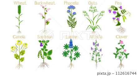 Green manure plants with flowers and roots on a white background. Green manure plants with flowers and roots on a white background. 112616744