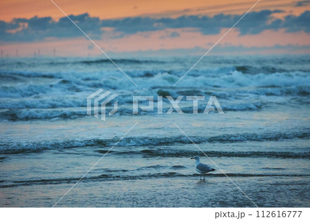 A seagull at sunset over the sea in the Netherlands 112616777