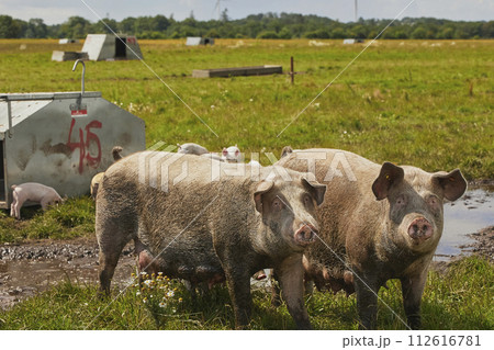 Eco pig farm in the field in Denmark 112616781