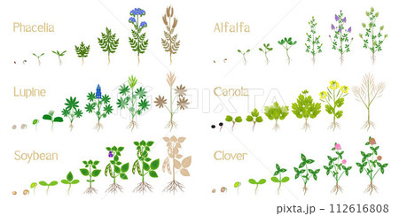 Growth cycles of green manure plants on a white. 112616808