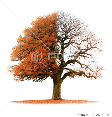AI-generated content. Large tree with yellow leaves isolated on a white or transparent background. Half tree with yellow leaves, half tree without leaves, winter or autumn. The concept of changing 112616986