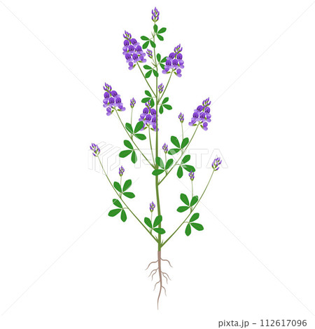 Alfalfa plant with flowers and roots on a white background. Alfalfa plant with flowers and roots on a white background. 112617096