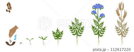 Cycle of growth of a phacelia plant plant isolated on a white background. Cycle of growth of a phacelia plant plant isolated on a white background. 112617220