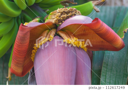 Beautiful flowers of a blooming banana bud, which as they bloom are pollinated and grow into delicious rows of fruit. Delicious Beauty in Nature Beautiful flowers of a blooming banana bud, which as they bloom are pollinated and grow into delicious rows of fruit. Delicious Beauty in Nature 112617249