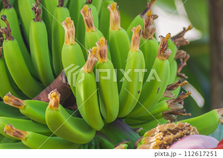 Ripening, juicy green banana fruits with still undried flowers at the top. Colorful and unique, delicious fruits are familiar to everyone. Screensaver background, photopaper Ripening, juicy green banana fruits with still undried flowers at the top. Colorful and unique, delicious fruits are familiar to everyone. Screensaver background, photopaper 112617251