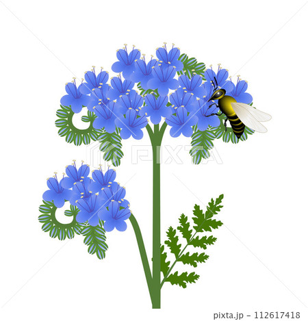 Phacelia flowers with a bee on a white background. Phacelia flowers with a bee on a white background. 112617418