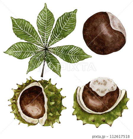 Leaf and ripe chestnut fruit. Watercolor illustration. High quality illustration 112617518