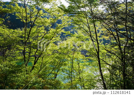 ダム湖沿い鮮やかな新緑 112618141