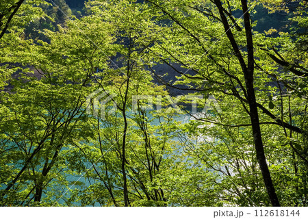 ダム湖沿い鮮やかな新緑 112618144