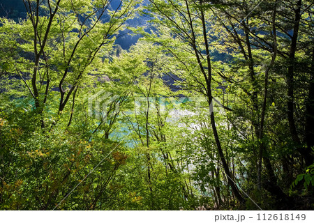 ダム湖沿い鮮やかな新緑 112618149