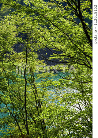 ダム湖沿い鮮やかな新緑 112618152