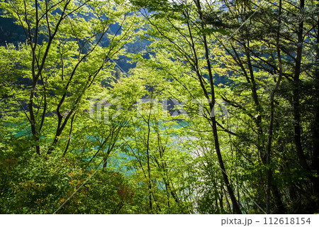 ダム湖沿い鮮やかな新緑 112618154