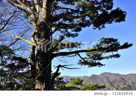 丹沢の鍋嵐山頂　アカマツと丹沢三峰を望む 112618434