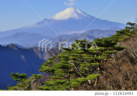 丹沢の袖平山より望む富士山と赤松 112618491