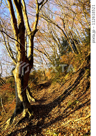 朝焼けに染まる丹沢の大山三峰　コナラの道 112618521