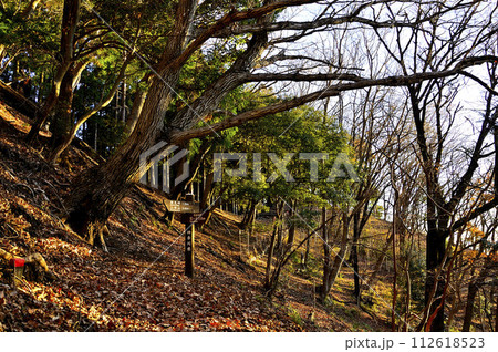 朝日の登山道　丹沢の大山三峰　コナラの森 112618523