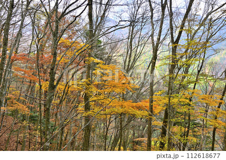 丹沢山地の丹沢山　天王寺尾根の紅葉に丹沢三峰を望む 112618677