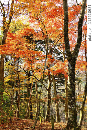 秋の丹沢山地 丹沢山の天王寺尾根 紅葉の尾根道 秋の丹沢山地 丹沢山の天王寺尾根 紅葉の尾根道 112618681