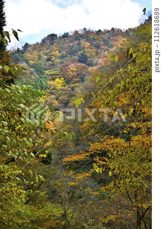 紅葉の丹沢山地 丹沢山の本谷林道にて 紅葉の丹沢山地 丹沢山の本谷林道にて 112618689