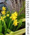 黄色い水仙 112619001
