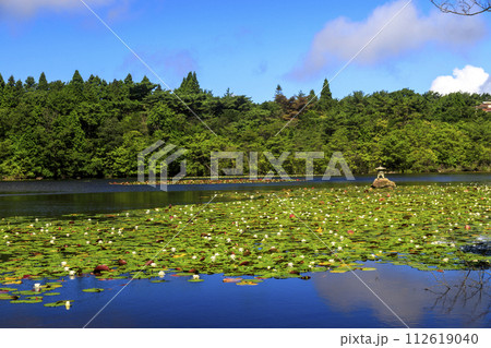 睡蓮の花咲く野呂山山頂の氷池 睡蓮の花咲く野呂山山頂の氷池 112619040