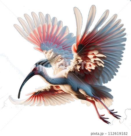 羽を広げた朱鷺 羽を広げた朱鷺 112619182