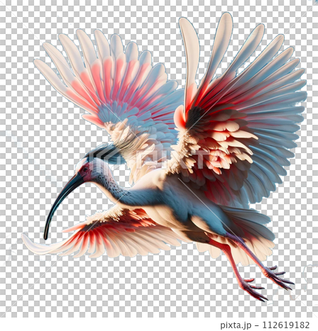 羽を広げた朱鷺 羽を広げた朱鷺 112619182