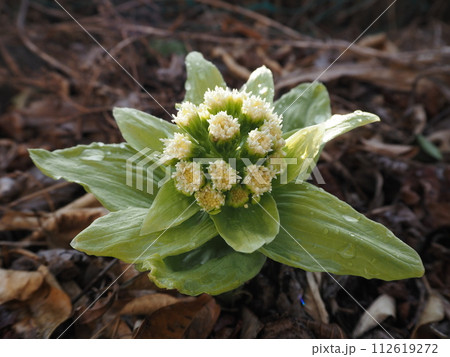 花束のようなふきのとう2 花束のようなふきのとう2 112619272