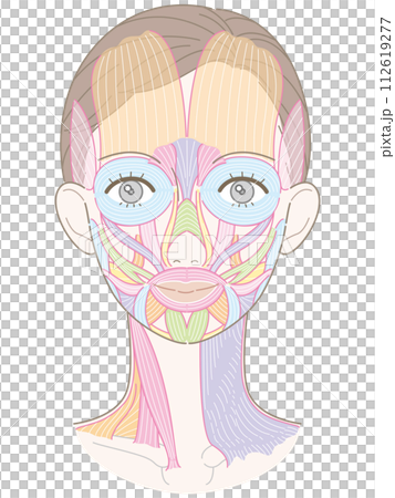 顔と首周りの筋肉　髪型あり　名称なし 112619277