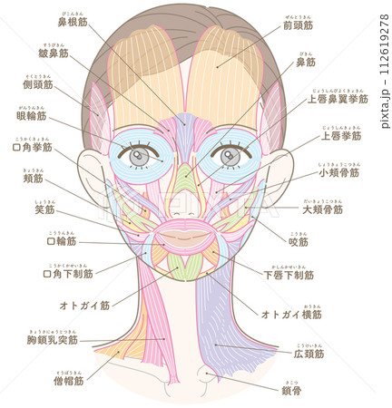 顔と首周りの筋肉 髪型あり 名称入り(文字カラーなし) 顔と首周りの筋肉 髪型あり 名称入り(文字カラーなし) 112619278
