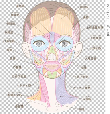 Muscles around the face and neck, hairstyle included, name included (no text color) 112619278