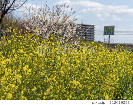 大和川河川敷に咲く白梅と菜の花 大和川河川敷に咲く白梅と菜の花 112619298