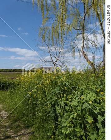 大和川沿いに広がる菜の花畑 大和川沿いに広がる菜の花畑 112619438