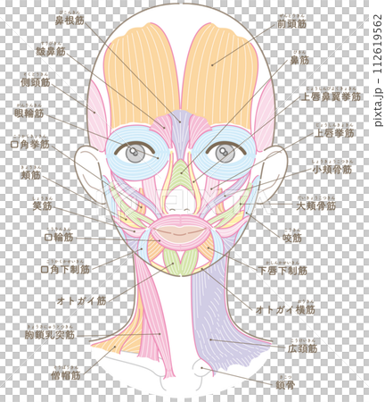 Muscles around the face and neck, no hairstyle, name included (no text color) 112619562
